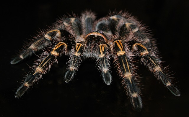 tarantule pavouk
